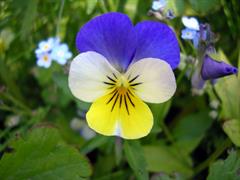 Viola tricolor .jpg