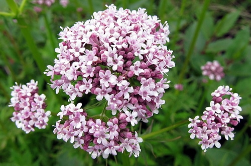 valeriana.jpg